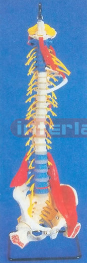 BIG HUMAN VERTEBRAE DEMONSTRATION MODEL